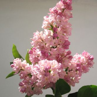 Сирень обыкновенная Жемчужина, розовая, С3,20-40