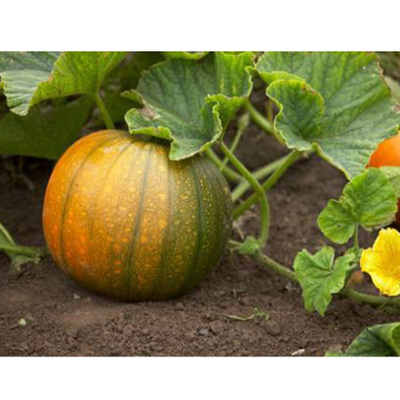 Набор вайнер и каттер "Лист тыквы"