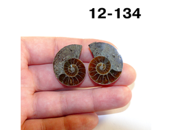 Аммонит окаменелый (симбирцитовый) № 12-134: пара 8,6г - 27*23*6мм