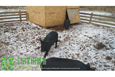 Доставка от фермера парного мяса свинины