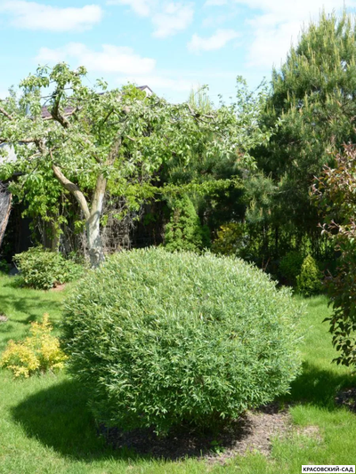 Ива пурпурная Нана - Nana