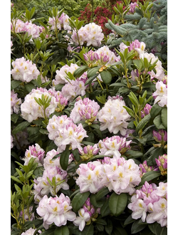 Рододендрон Gomer Waterer