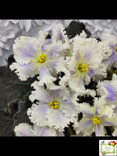 РМ-Золотой Берилл (Н.Скорнякова)