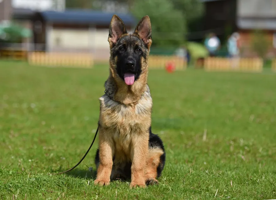 монопородная выставка г. Бронницы 28.05.2023 1 место эксперт Peter Firic (Сербия)