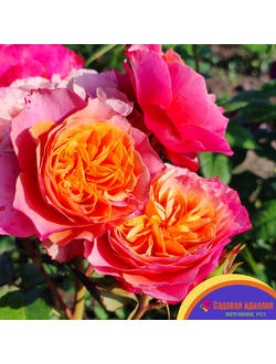 Кенсингтон Гарденc (Kensington Gardens)