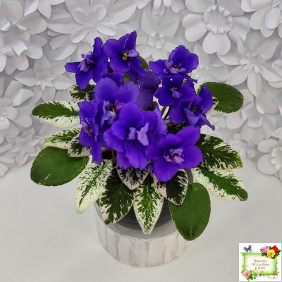 Hodss-Norway (Яна Ходченко) 2019 г. (пестролистный лонг)