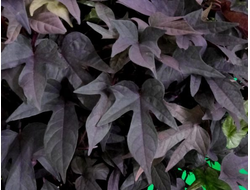 Ипомея батат SWEET CAROLINE Purple
