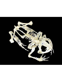 Скелет лягушки