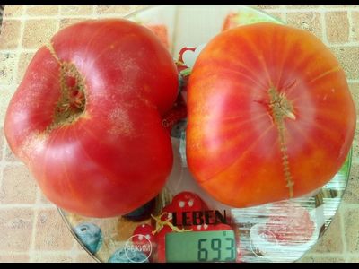 Томат Немецкий полосатый (Striped German)