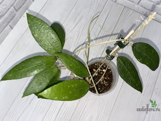 13/12/2024 hoya sp. bogor