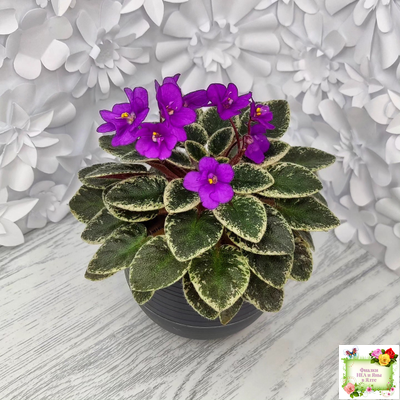 Ness' Tiny Flame (D.Ness)