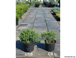 Можжевельник казацкий Тамарисцифолиа - Tamariscifolia