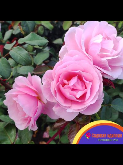 Бийе Ду (Billet Doux)