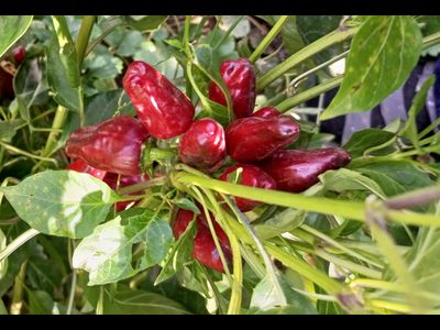 Перец острый Турецкий цветок (Turkish Flower)