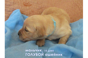 Мальчик с голубым ошейничком, 15 дней