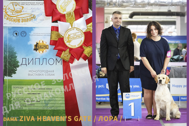 Монопородная выставка золотистых ретриверов РКФ-РФЛС "Delta-PAL", г.Москва. Эксперт Zlatko Jojkic /Златко Йойкич/Сербия/.
Лора, 16 мес /Ziva Heaven's Gate/, класс юниоров - получила свои отлично, CW, ЮПК, ЛЮ. 