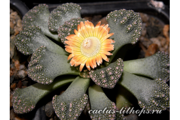 Titanopsis calcarea SB1111 Magersfontein (MG-1870.2)