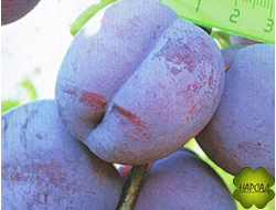 СЛИВА ДОМАШНЯЯ "ЗАРЕЧНАЯ РАННЯЯ" (очень крупная, высокозимостойкая) (саженец 2 года)