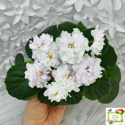 РМ-Прекрасный Жемчуг (Н. Скорнякова) 2022 г.