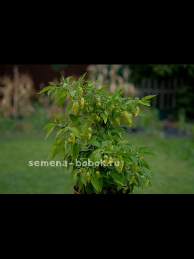 Перец сладкий Habanero Habanada  (Хабанеро Хабанада), 10 шт