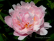 Пион Orchid Anne (Орхид Энн)