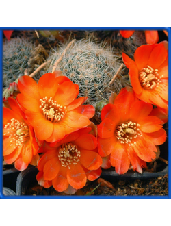 Aylostera christinae WR 492