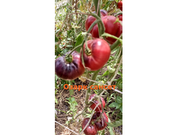 Томат Озарк восход (Ozark Sunrise), Германия