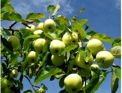 Раннее сладкое (яблоня)