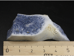 Коралл голубой Акори, Австралия (54*29*11 мм, 18 г) №37703