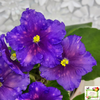 Nik-Сокровище Каравана (Н. Булко) 2022 г. (сортовой стартер)