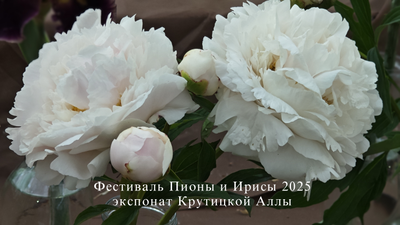 Пион Полярник