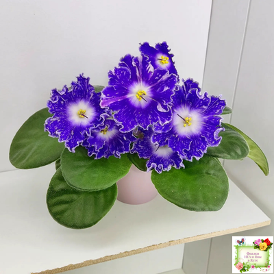 DS-Сияющий Колокольчик (Dimetris) 2014 г.