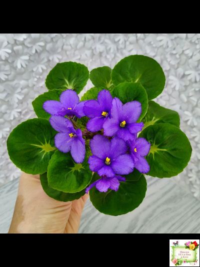 LV-Олег+Алиса (Л. Шевелева) 2025 г. (гёрл-лист с кроновой пестролистностью)