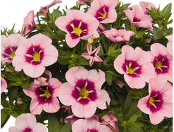 Калибрахоа гибридная Bloomtastic Rose Quartz, p9