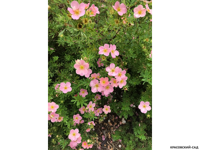 Лапчатка кустарниковая Пинк Виспер Купить Саженцы в Москве