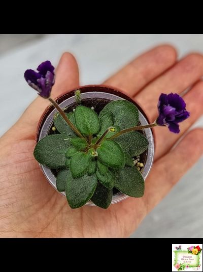 Hunter's Black Talon (K. Muzalewski)