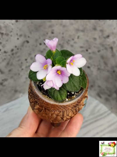 ЛЕ-Колибри (Е. Лебецкая) (3 листа посажены в 1 стак. 20.10.25)