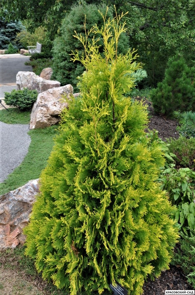 Туя Еллоу Риббон - Yellow Ribbon