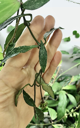 Hoya Mirabilis 'Clone A'