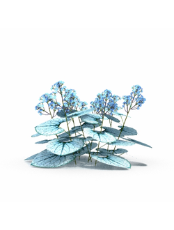 цветы Бруннера крупнолистная Джек Фрост Brunnera Macrophylla Jack Frost