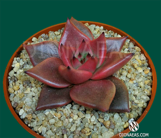 Echeveria Taurus - Эхеверия Таурус, Эхеверия телец, Echeveria agavoides Taurus