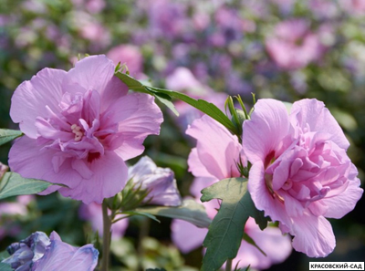 Гибискус Арденс - Ardens