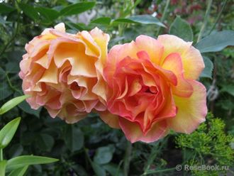 Ля Паризьен ( Rose La Parisienne ) фл