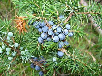 Можжевельник обыкновенный (Juniperus communis)(ягоды) (5 мл)  - 100% натуральное эфирное масло