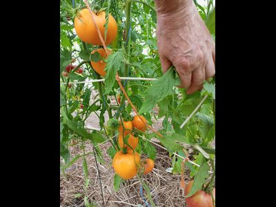Томат Ранний оранжевый Розали (Rosalie’s early orange), США