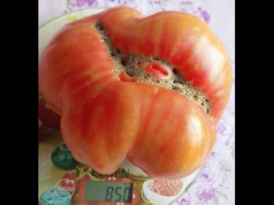 Томат Подари Мне День ( Make My Day), США