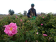 Роза дамасская (Rosa damascena), Иран, урожай 2024г,  1 г - 100% натуральное эфирное масло