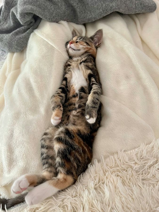 Могут ли кошки видеть сны? Что знает наука о сновидениях кошек?