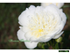 Paeonia Bride&#039;s Dream