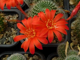 Rebutia senilis (красные цв.2) - семена